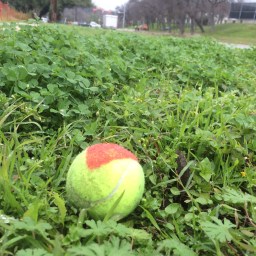 Let digons be bigons.